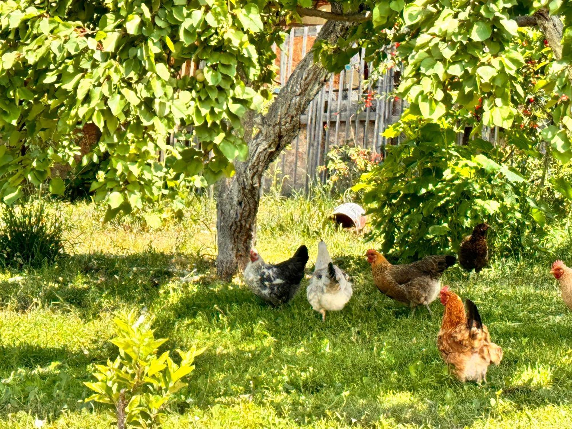 Eco House Summer Garden Kaji-Say Ngoại thất bức ảnh